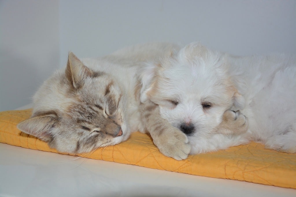 Mieux nourrir son chien ou son chat au quotidien